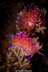 Finally I was able to get a pair of these beautiful nudib... by Antonio Venturelli 